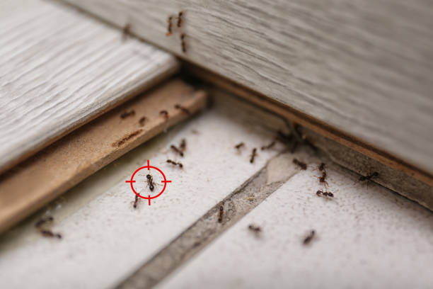 Best Pest Control for Businesses  in St Helen, MI